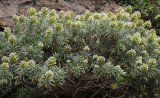 Echium giganteum