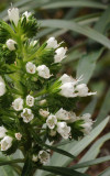 Echium giganteum. Close-up.
