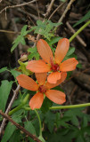 Lavatera phoenicea