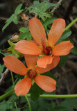 Lavatera phoenicea