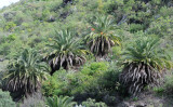 Phoenix canariensis.jpg