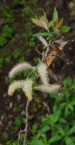 Salix canariensis
