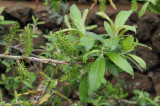 Salix canariensis. Fruiting.