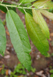 Salix canariensis. Foliage.