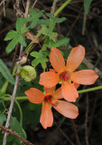 Lavatera phoenicea
