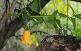 Canarina canariensis Yellow form.