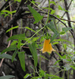 Canarina canariensis Yellow form.