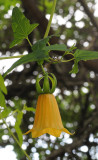 Canarina canariensis Yellow form. Closer.