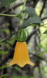 Canarina canariensis Yellow form. Close-up.