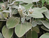 Sideritis cretica. Closer.jpg