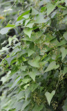 Dioscorea communis