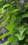 Dioscorea communis