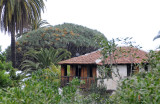Dracaena draco.jpg
