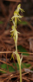 Habenaria tridactylites. Closer.