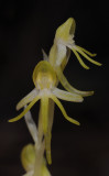 Habenaria tridactylites. Close-up.