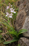 Orchis patens subsp. canariensis