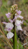 Orchis patens subsp. canariensis. Closer.