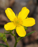 Ranunculus cortusifolius. Close-up.
