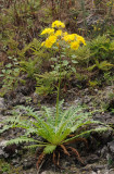 Sonchus acaule
