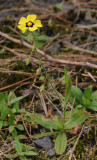 Tuberaria guttata