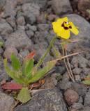 Tuberaria guttata