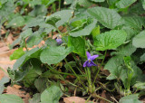 Viola odorata var. maderensis