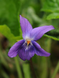Viola odorata var. maderensis. Close-up.