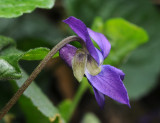 Viola odorata var. maderensis. Close-up side.