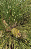 Pinus canariensis. Cone.jpg