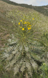 Sonchus canariensis. Closer.