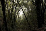 Laurel forest.