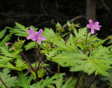 Geranium reuteri. Closer.