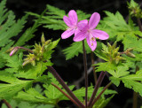 Geranium reuteri. Closer.