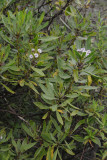 Globularia salicina.jpg