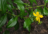 Hypericum glandulosum. Closer.