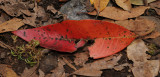 Persea indica. fallen leaf.