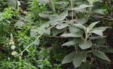 Sideritis.jpg