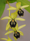 Coelogyne fonstenebrarum. Closer. 