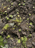 Aeonium glandulosum in habitat.jpg