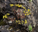 Aichryson divaricatum.jpg