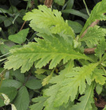 Argyranthemum pinnatifidum ssp. pinnatifidum. Foliage.jpg