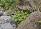 Geranium palmatum.2.jpg