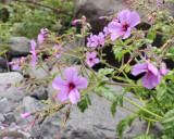 Geranium palmatum. Closer.jpg