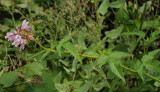 Cedronella canariensis.jpg