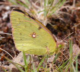 Colias.jpg