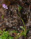 Orchis mascula ssp. scopulorum.jpg
