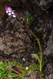 Orchis mascula ssp. scopulorum.1.jpg