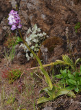 Orchis mascula ssp. scopulorum.2.jpg