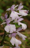 Orchis mascula ssp. scopulorum. Forest form. Close-up.jpg