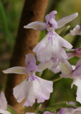 Orchis mascula ssp. scopulorum. Forest form. Close-up.3.jpg